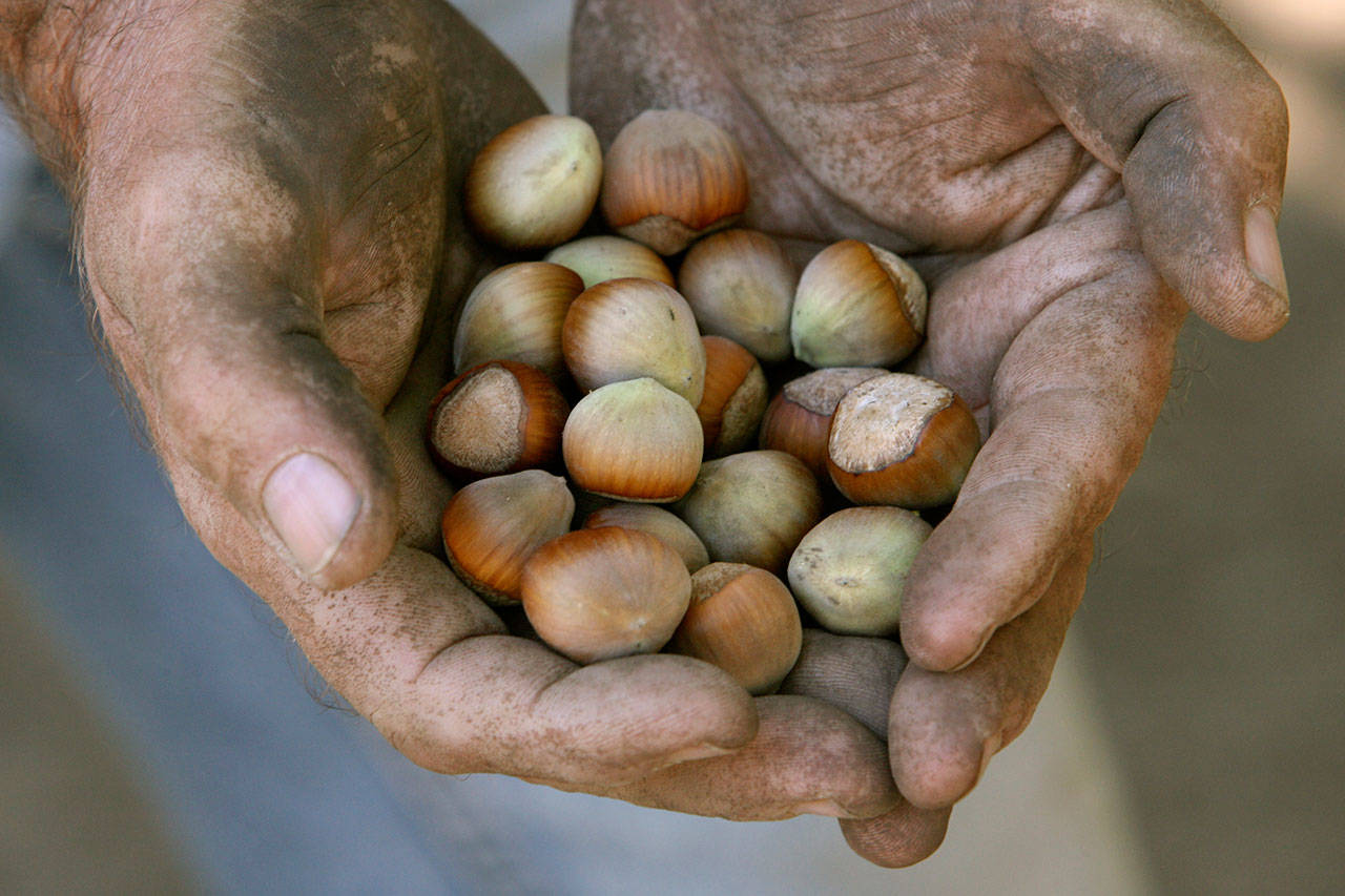 A farmer holds a handful of hazelnuts in Canby, Oregon, in 2007. Hazelnut growers in Oregon were anticipating a record-high crop in 2018, although it appears the harvest is coming in short of expectations. (Doug Beghtel/The Oregonian via AP, File)