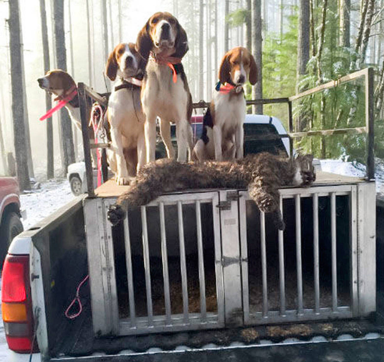 Eddy Dills’ hunting dogs sit with a dead bobcat on what the WDFW believes to be his truck after an illegal hunt in Oregon on Christmas of 2015 (WDFW via The Daily World)
