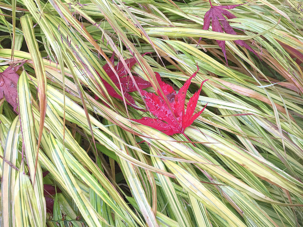 Stray Japanese maple leaves adorn Japanese forest grass, their bright red hues complementing the pale greens of the blades. A colorful garden — all year-round — is one of the things the author is thankful for. (Pam Roy)
