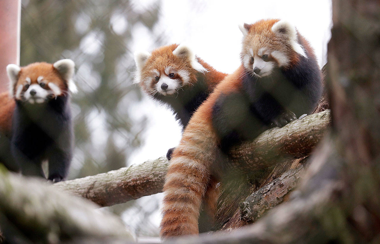 Twin red panda cubs Zeya, right, and her sister Ila, center, look out from a perch in their temporary outdoor enclosure with mom, Hazel, during a media preview of the animals at the Woodland Park Zoo on Wednesday in Seattle.
