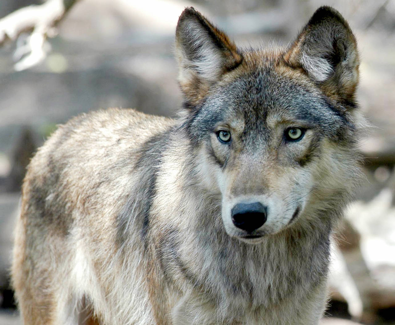 In this 2004 photo, a gray wolf is seen at the Wildlife Science Center in Forest Lake, Minnestoa. (AP Photo/Dawn Villella, File)