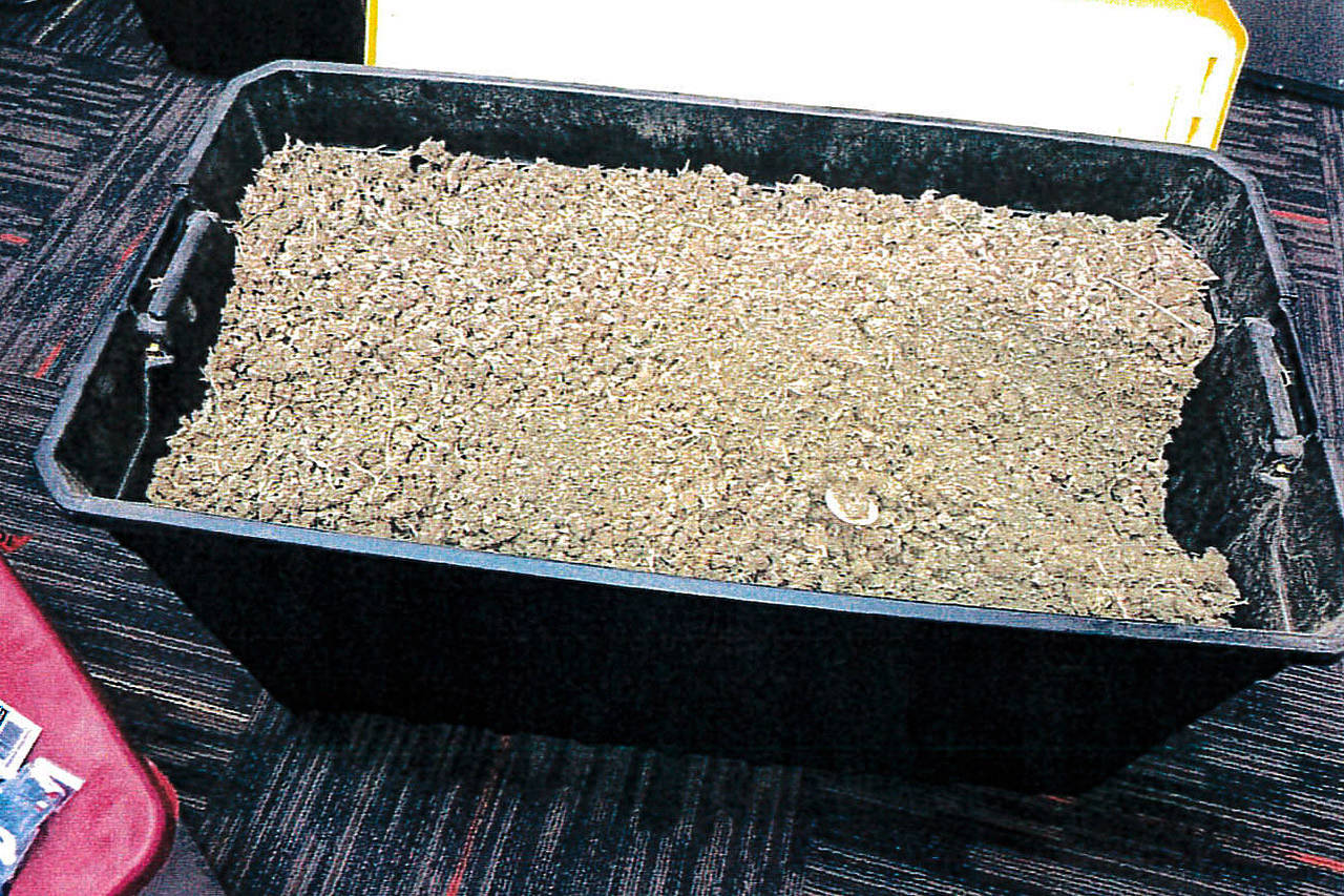 The Lower Elwha Klallam Tribal Police Department seized a tote filled with marijuana during a DUI arrest in September. The arrest led to the state Liquor and Cannabis Board suspending North Coast Concentrates two licenses for selling marijuana on the black market. (Washington State Liquor and Cannabis Board)