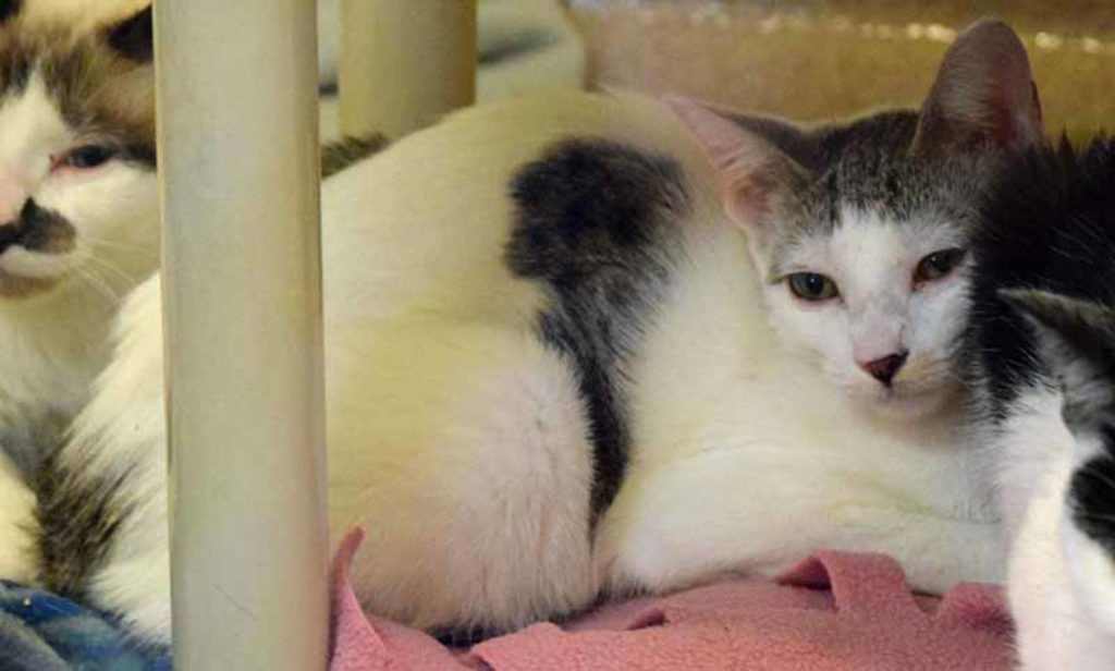 BMW is a timid cat who needs an adopter with experience in living with cats like this. It may take some time and patience for BMW to come out of her shell, but once she does she is sure to be a wonderful, loyal pet. She has lived well with other quiet cats and would do best in a calm environment without active children or pets. Earning a timid cat’s trust and love can be a very rewarding experience. Are you up for the challenge? (Arleigh Movitz/Everett Animal Shelter)
