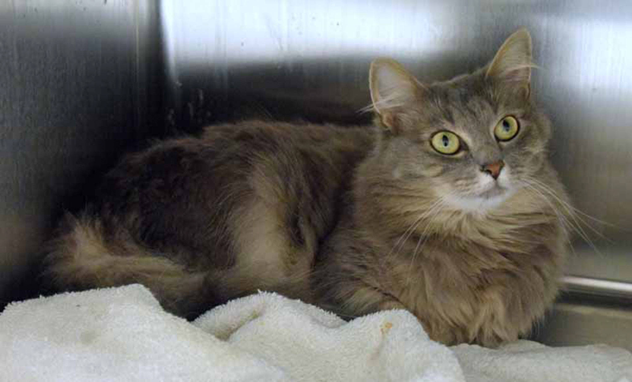 Bella is a shy cat until she gets to know you. She has lived with cats and dogs and enjoys their company. Everyone will still need a slow introduction once she gets to her new home. (Arleigh Movitz/Everett Animal Shelter)