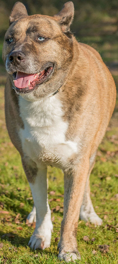 Blueberry is a very handsome large breed dog looking for a new home. He has lived with another dog in the past but will need a meet and greet with any resident canines. Blueberry would prefer a family that is home more after than not and he does not like to be left outside. He will need a feline free home. (Curt Story/Everett Animal Shelter)
