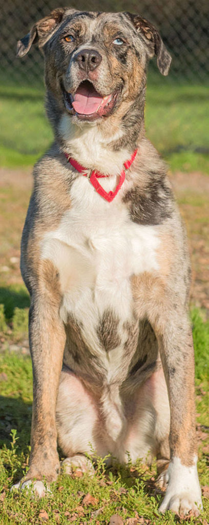 Cash is a high energy guy that is looking for an adult only home. He knows lots of commands and loves to play fetch. Cash is not suited for apartment living and will need a secure fenced yard. He does OK with some dogs and will need a meet and greet with any resident canines. He will need a feline free home. (Curt Story/Everett Animal Shelter)
