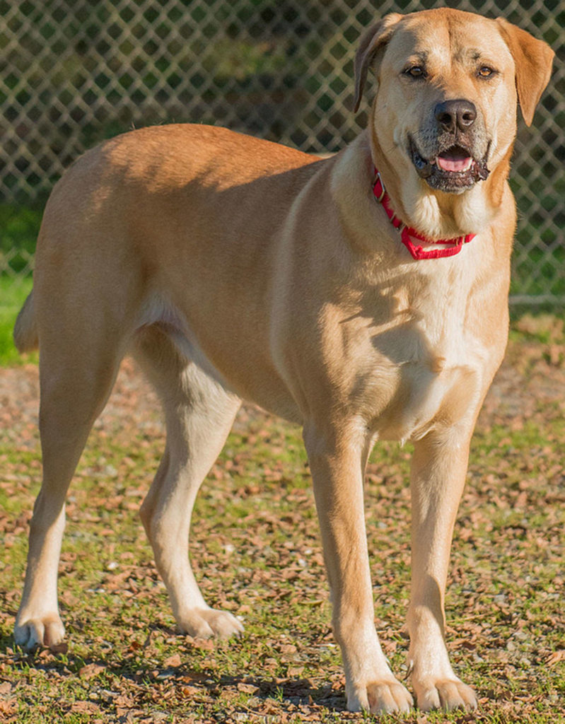 Clara is an adorable young lab looking for an active forever home! She came to us as a stray so we don’t know too much about her. She will likely chase cats for fun and will need a meet and greet prior to adoption. She is a very big dog and can easily knock over small children. (Curt Story/Everett Animal Shelter)

