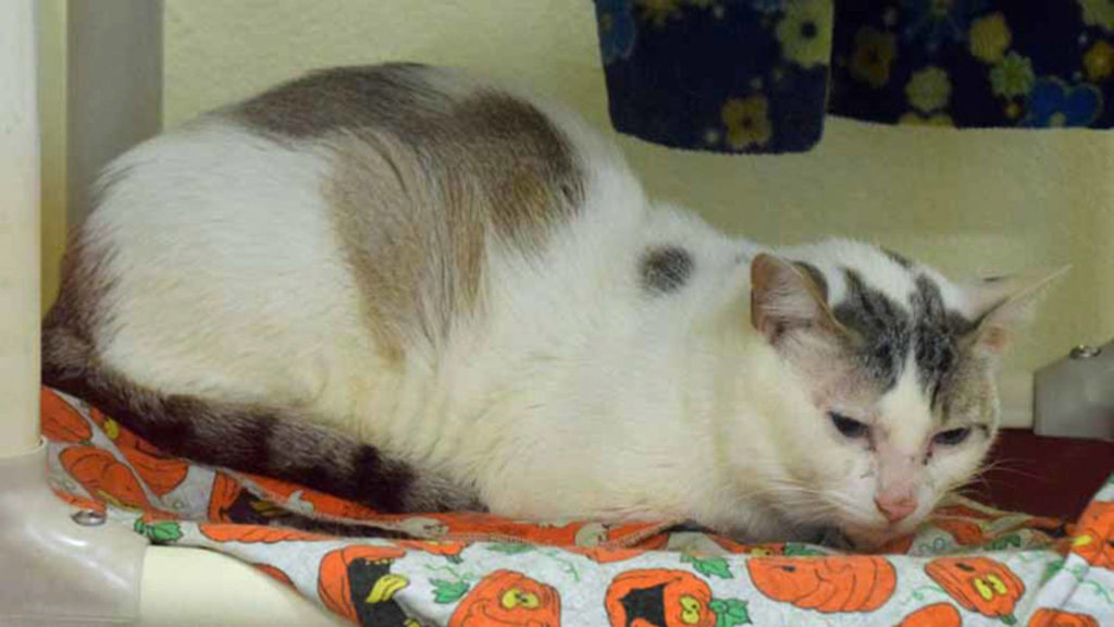 Dodge is a timid cat who needs an adopter with experience in living with cats like this. It may take some time and patience for Dodge to come out of his shell, but once he does he is sure to be a wonderful, loyal pet. He has lived well with other quiet cats and would do best in a calm environment without active children or pets. Earning a timid cat’s trust and love can be a very rewarding experience. Are you up for the challenge? (Arleigh Movitz/Everett Animal Shelter)
