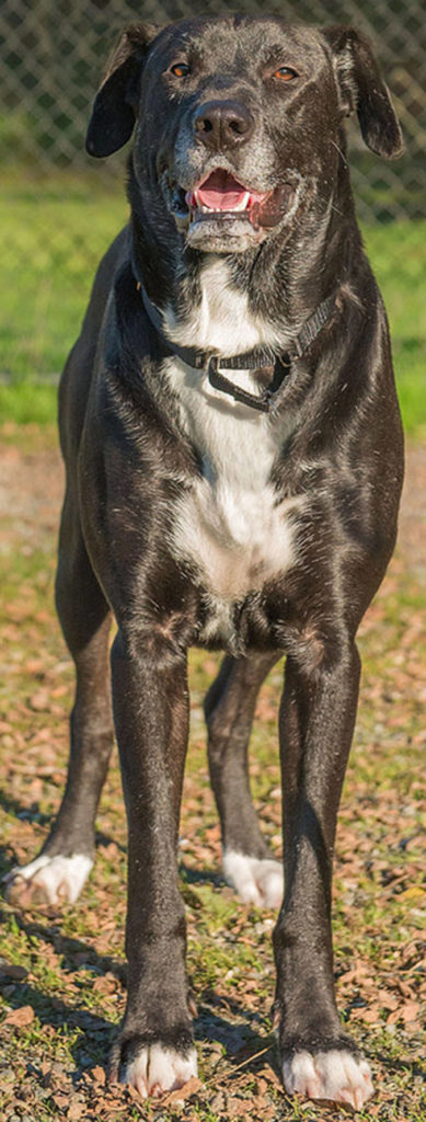 Heath is a somewhat cautious lab mix looking for a new home. He will need a meet and greet with any resident dogs and we are not sure how he will do with cats. Heath will not enjoy the company of children so will need an adult home. He needs secure confinement when left unsupervised. (Curt Story/Everett Animal Shelter)
