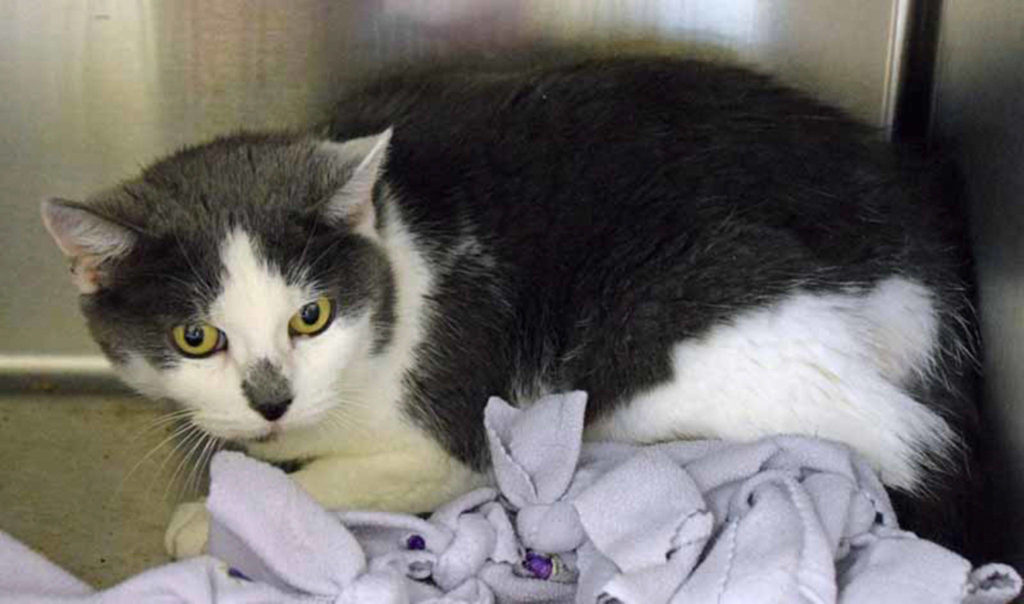 Jasmine is a mellow senior cat looking for a quiet, low-stress home with lots of environmental enrichment. Her history with other cats, dogs and young kids is unknown. (Arleigh Movitz/Everett Animal Shelter)
