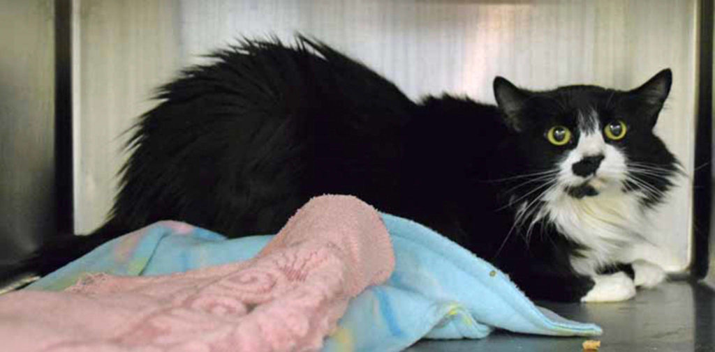 6 year old Kitty is a big girl weighing in at over 13 lbs! She is looking for a home with daily cuddles and regular brushing, a girls got to look good! Come meet Kitty and take this worried look off her face! (Arleigh Movitz/Everett Animal Shelter)
