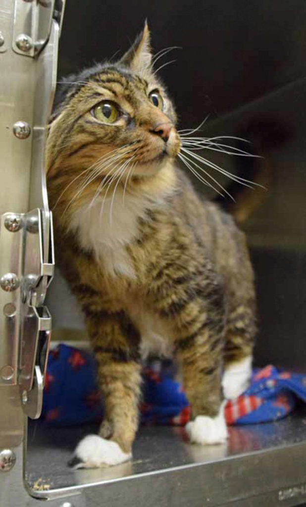 Smokey is a very friendly senior cat and enjoys playing with people of all ages. He has been very affectionate with staff and volunteers. He’s just waiting for the right human to notice him and take him to a loving forever home! (Arleigh Movitz/Everett Animal Shelter)
