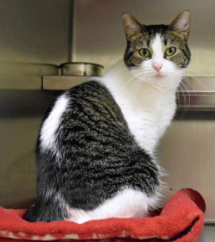 Mini Pow is a mellow cat. She came in as a lost cat and she will need to have a slow introduction to any resident pets and young kids. (Arleigh Movitz/Everett Animal Shelter)
