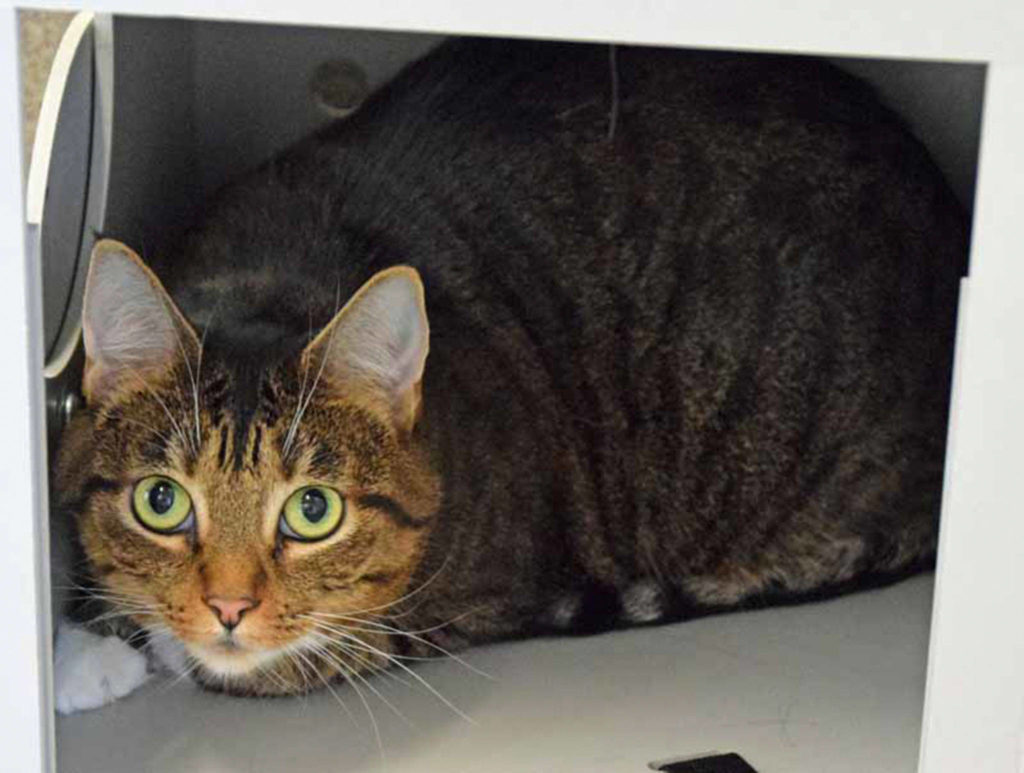 Nala and Ariel playful cats who are looking for a home. They do not need to go together, but you would have double the fun with these two girls. The two of them love to cuddle up in lap and sleep with you at night. They are very picky about their litter box habits, they really like it to be cleaned every day. (Arleigh Movitz/Everett Animal Shelter)
