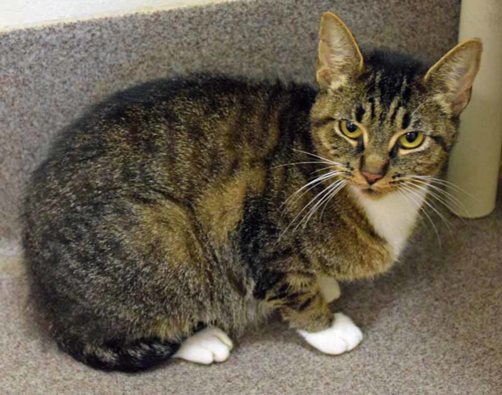 Peppermint Patty is a playful and friendly cat. She has lived with other cats but she will still need a slow introduction. (Arleigh Movitz/Everett Animal Shelter)
