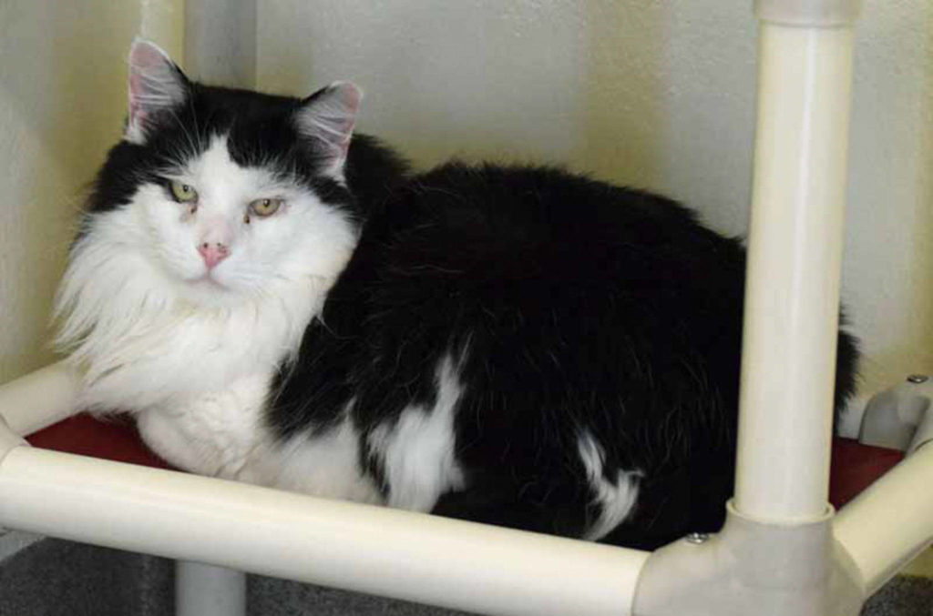 Snoopy is a friendly 3 year old. Daily brushing will keep his coat in tip top shape. A guys got to look good around the holidays! He will need a gradual introduction to any resident pets and young kids. (Arleigh Movitz/Everett Animal Shelter)
