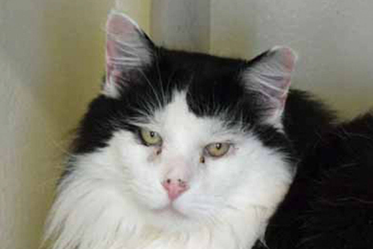 Can you adopt these cats from the Everett Animal Shelter?
