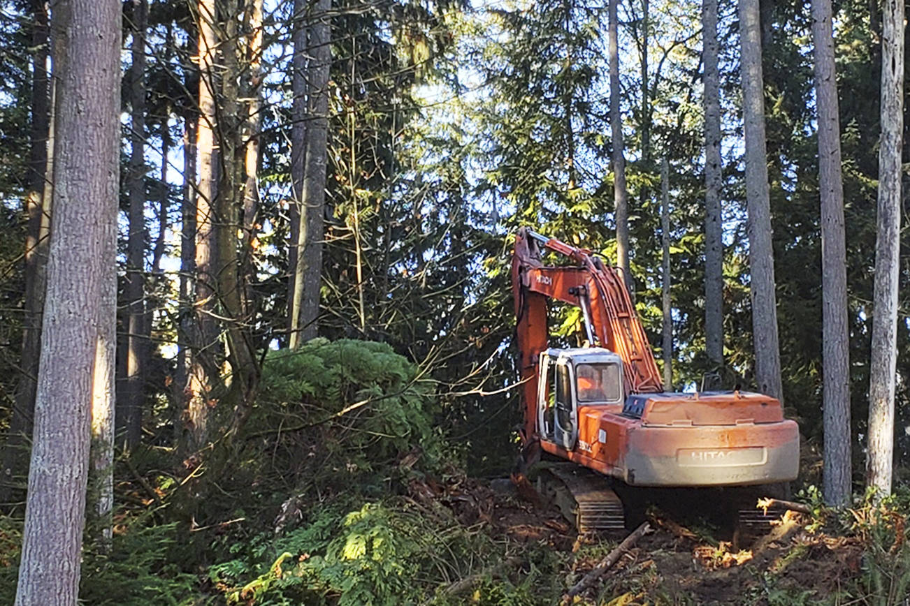 Trees fall at Frognal development as activists look on