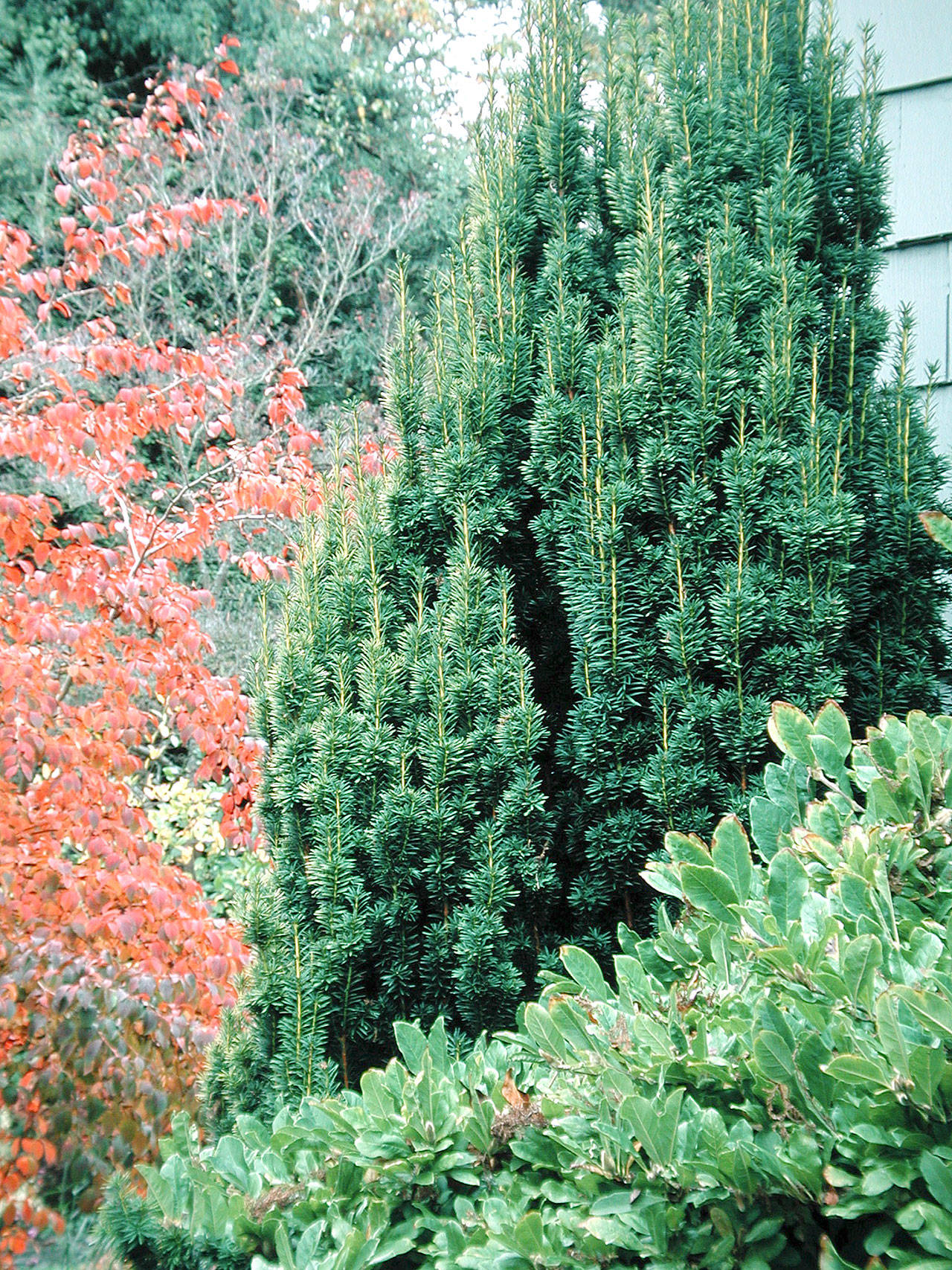 The Irish yew was discovered in Ireland in 1780 and has been a favorite for formal hedges ever since. (Richie Steffen)