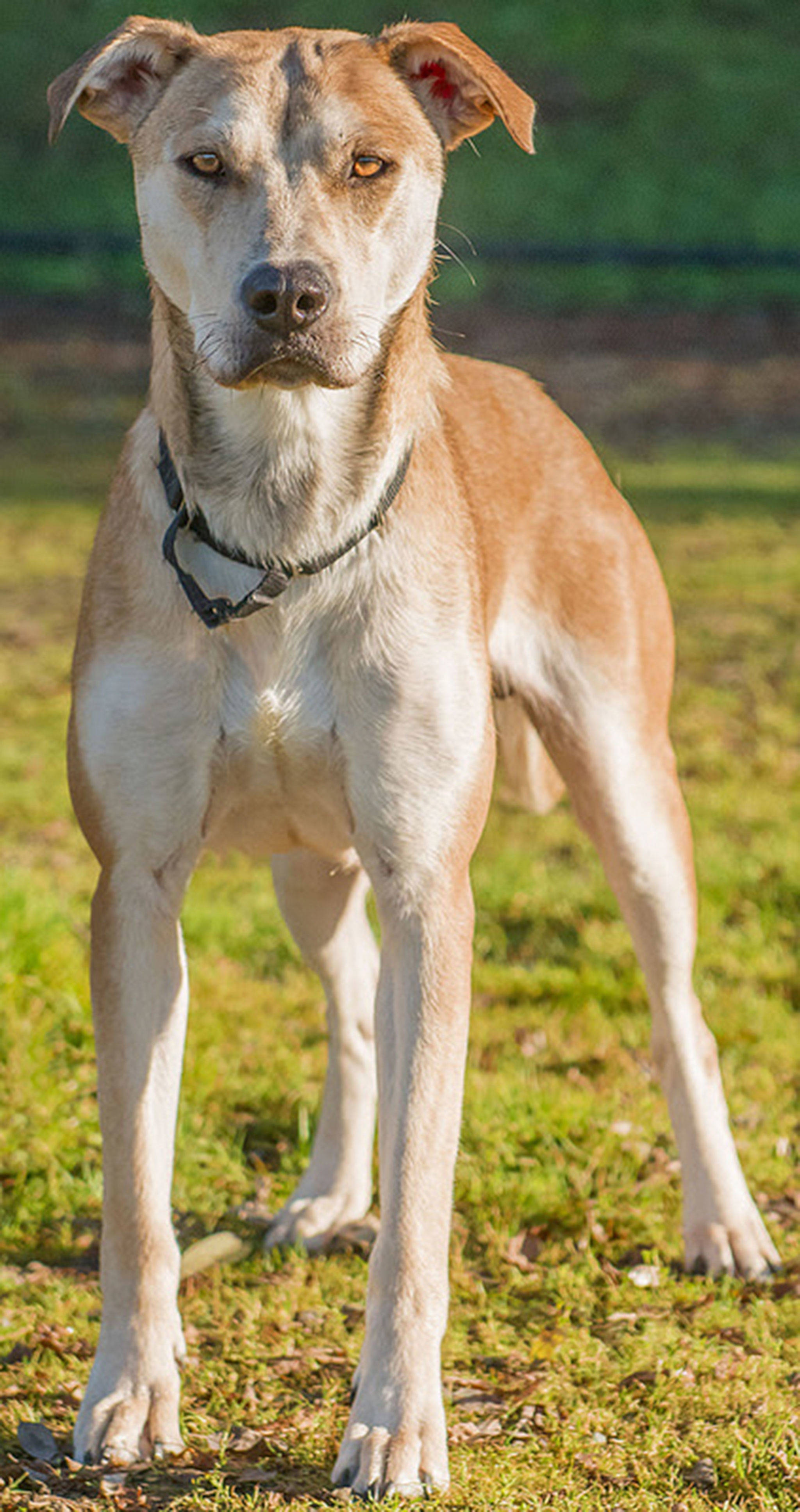 Juno came to us with a litter of puppies. She is friendly and greets every person with a wagging tail and excitement. Juno does not like other dogs so will need to be the only dog in the home. She will need secure fenced yard and is not suitable for apartment living. Any children in the home will need to be over 13 years. (Curt Story/Everett Animal Shelter)
