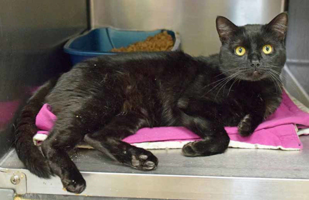 Levi can be a bit shy when he first meets someone new, but he has been warming up to staff and volunteers. He is only a year old, so he hasn’t had much time to experience a lot. He came in as a stray so we don’t know his history, but he really seems to like chin scratches and head rubs! (Arleigh Movitz/Everett Animal Shelter)
