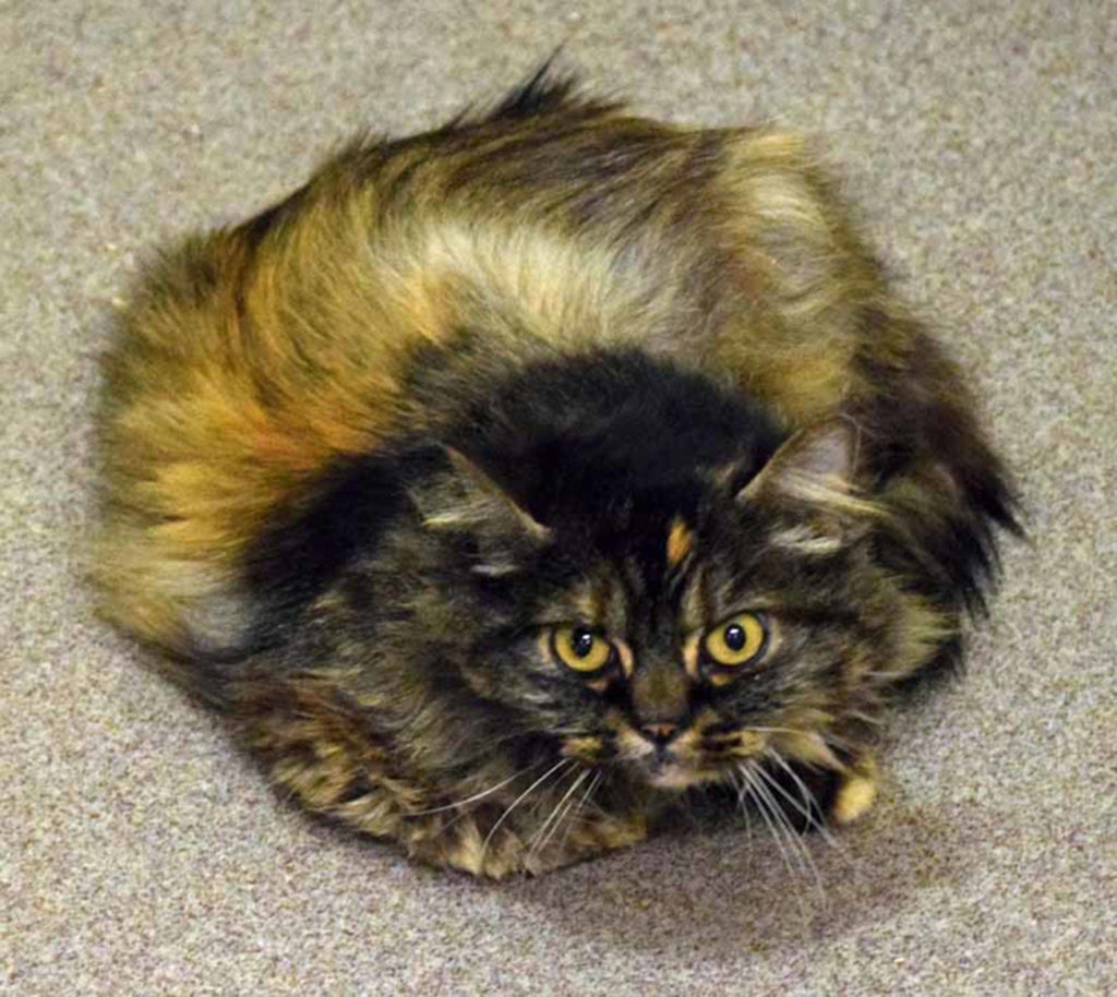 5 year old Lisa is a friendly cat that likes to pretend she is a Roomba! She came to us as a stray so we don’t know her history, but she has been very friendly here and enjoys the company of staff and volunteers. Daily brushing will keep this girls coat in tip top shape! (Arleigh Movitz/Everett Animal Shelter)
