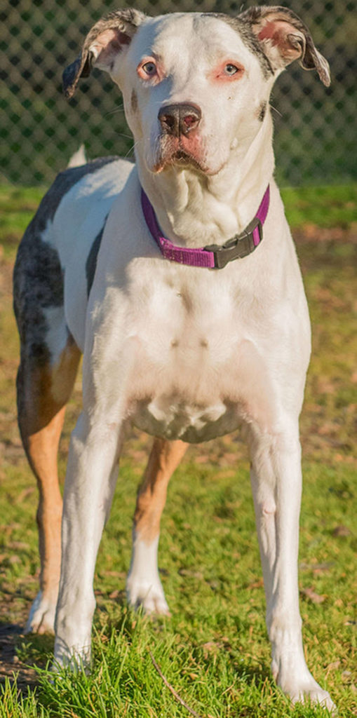 Mandy is an 8 year old Catahoula Leopard Dog Mix who will melt you heart. She is an amazing athlete and would love an active family that goes for hikes, runs and long walks. Mandy would love a home where she won’t have to compete with other dogs for attention. This girl wants to be your one and only. Mandy is strong and energetic so children in the home should be over 9 years old. Catahoulas are herding dogs and they love to do their job. For this reason we are requiring that her forever home be feline free. Mandy has had a history of urinary tract infections and will need monitoring for that. A healthy diet and supplements for good urinary tract health will help to improve her overall well being. Please read about the Catahoula Leopard Dog prior to meeting Mandy. (Curt Story/Everett Animal Shelter)
