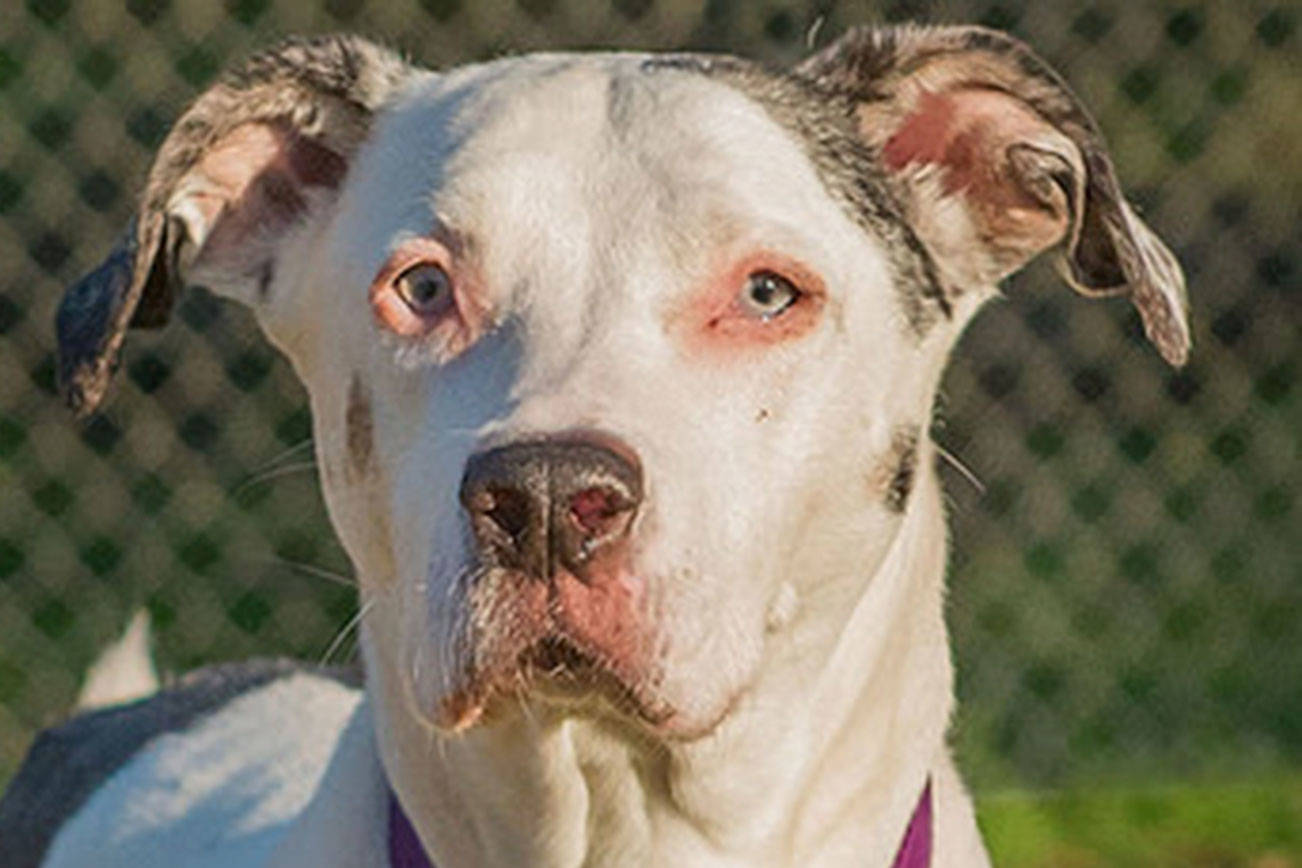 A few cats and a couple of dogs up for pet adoption in Everett