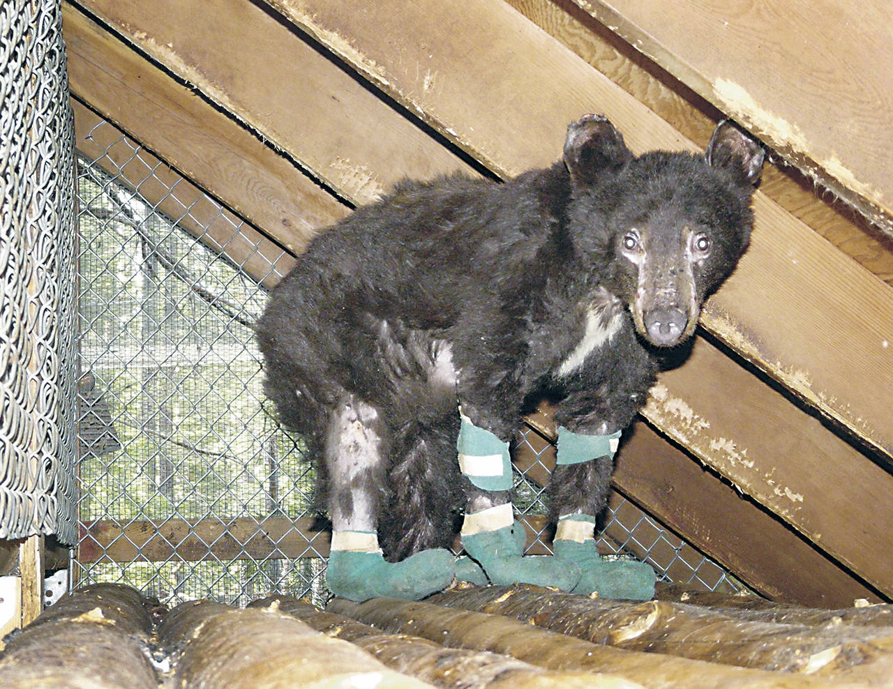 Cinder remained at Lake Tahoe Wildlife Care for more than three months, spending many weeks with her paws in bandages while they slowly healed. (Lake Tahoe Wildlife Care)