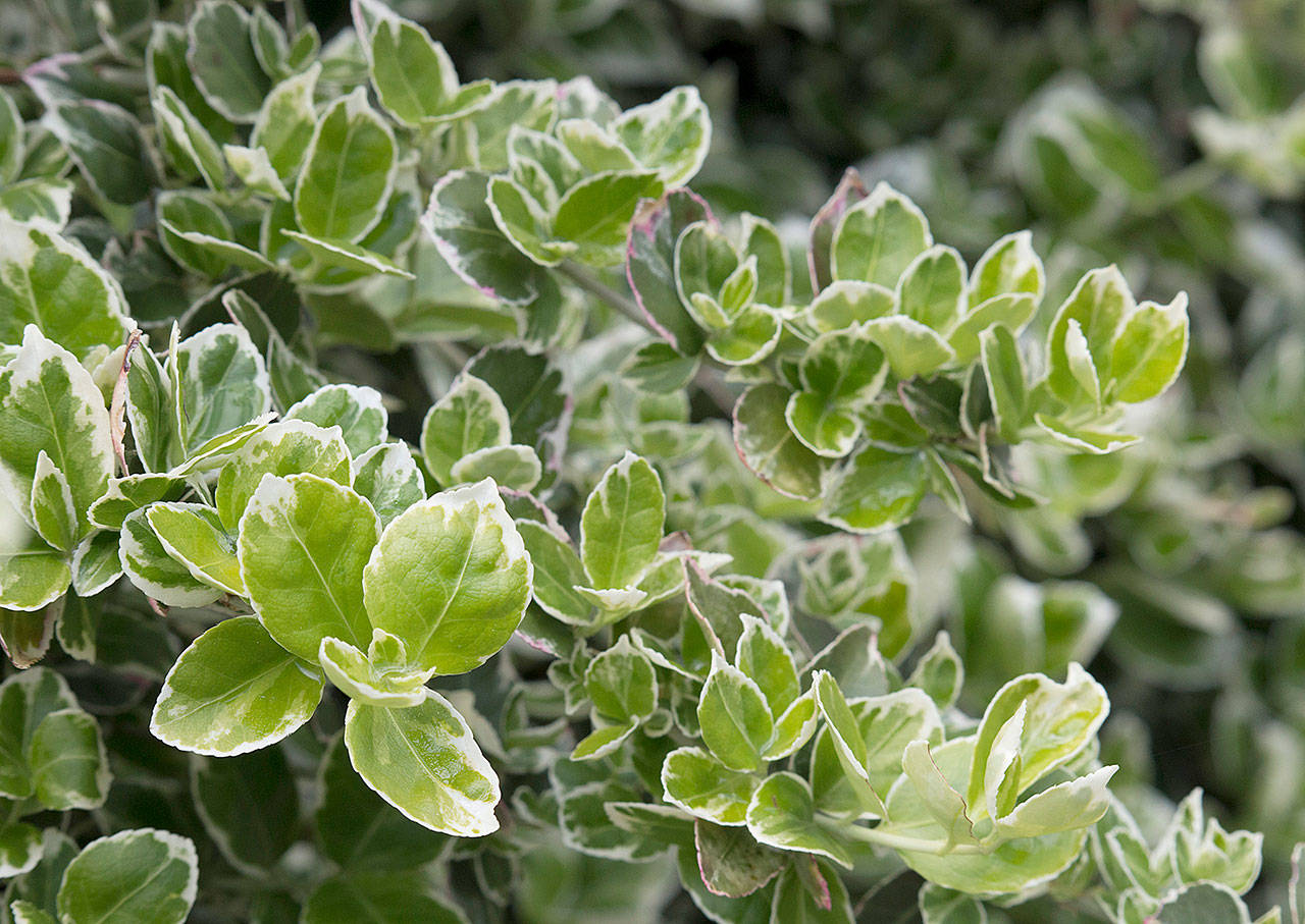 Euonymus fortunei “Emerald Gaiety” sports year-round green-and-white variegated foliage. (Richie Steffen)