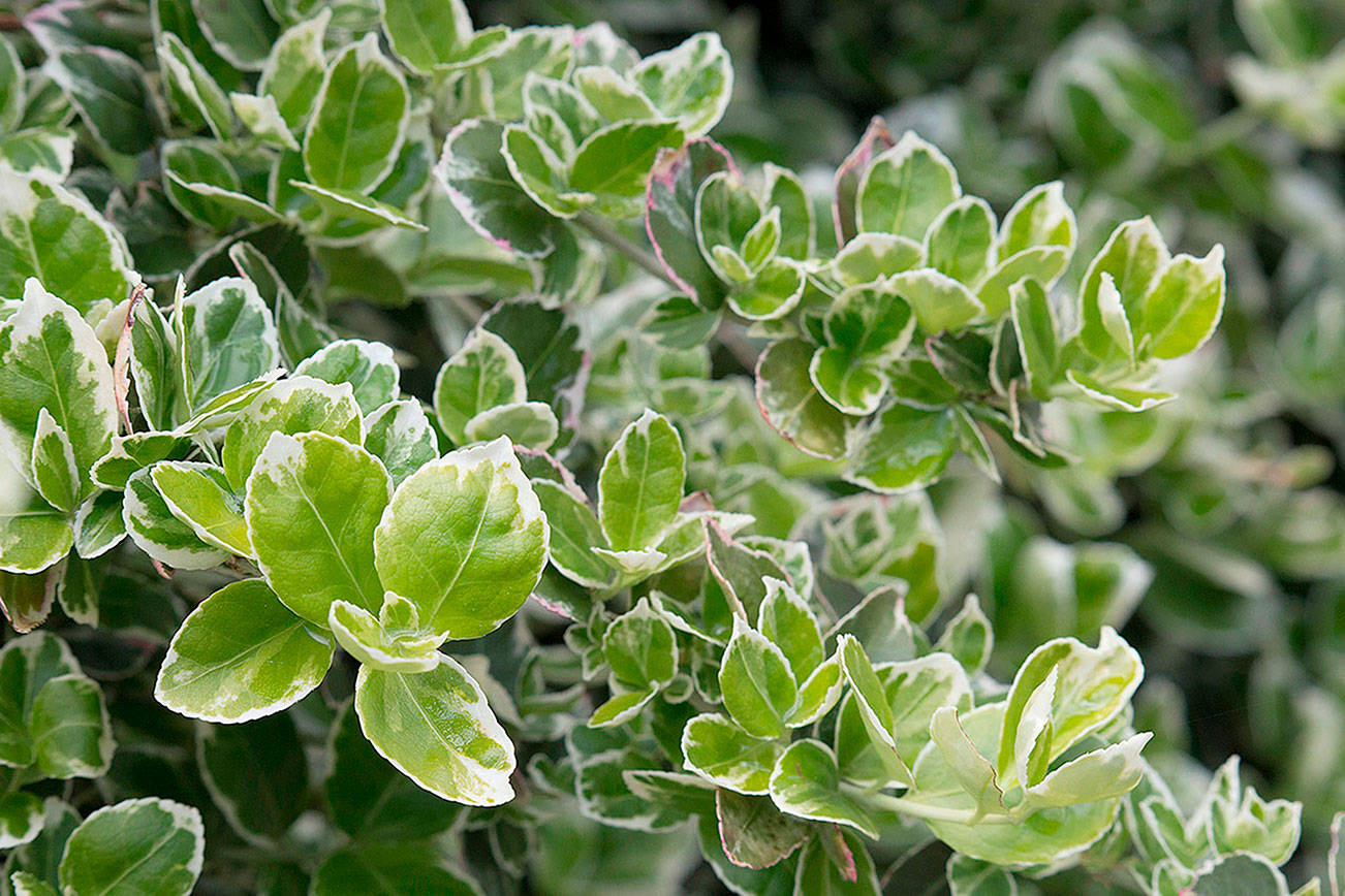 Great Plant Pick: Euonymus fortunei ‘Emerald Gaiety’