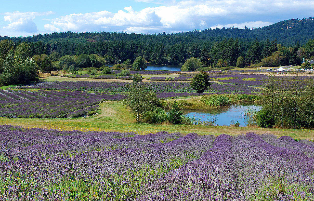 The 20-acre Pelindaba Lavender farm on San Juan Island has some 35,000 plants. Its annual lavender festival is scheduled in July. (Pelindaba Lavender)