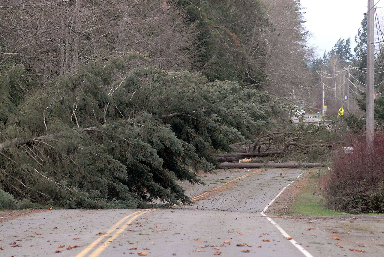 Windblown trees block a portion of West Edgewood Drive east of Port Angeles during Friday’s wind storm. (Keith Thorpe / Peninsula Daily News)