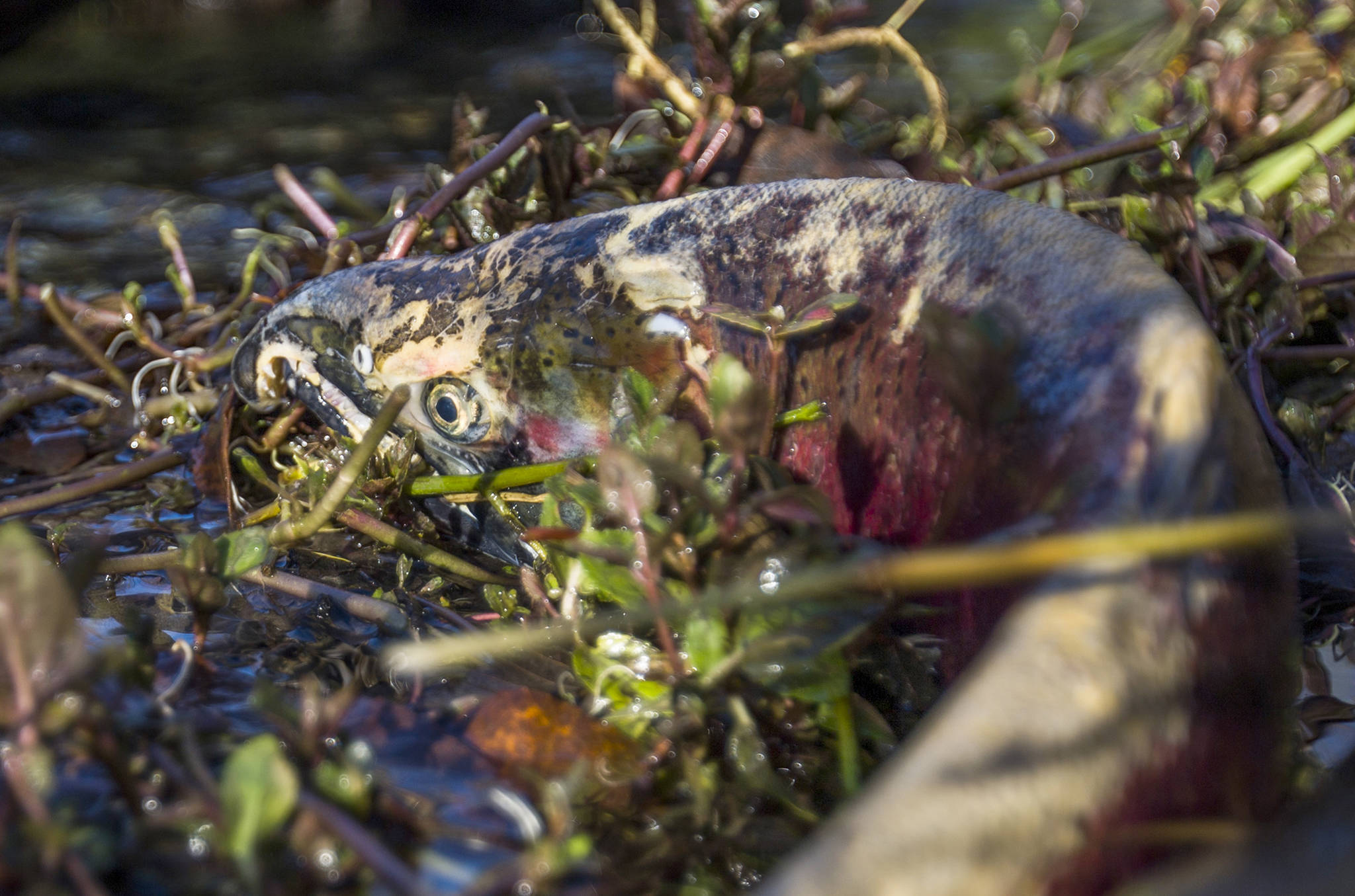 A &lt;a href="https://www.heraldnet.com/news/safer-passages-for-salmon/" target="_blank"&gt;spawning Coho&lt;/a&gt; gets tangled in the creek bed on Dec. 3 in Arlington. (Olivia Vanni / The Herald)