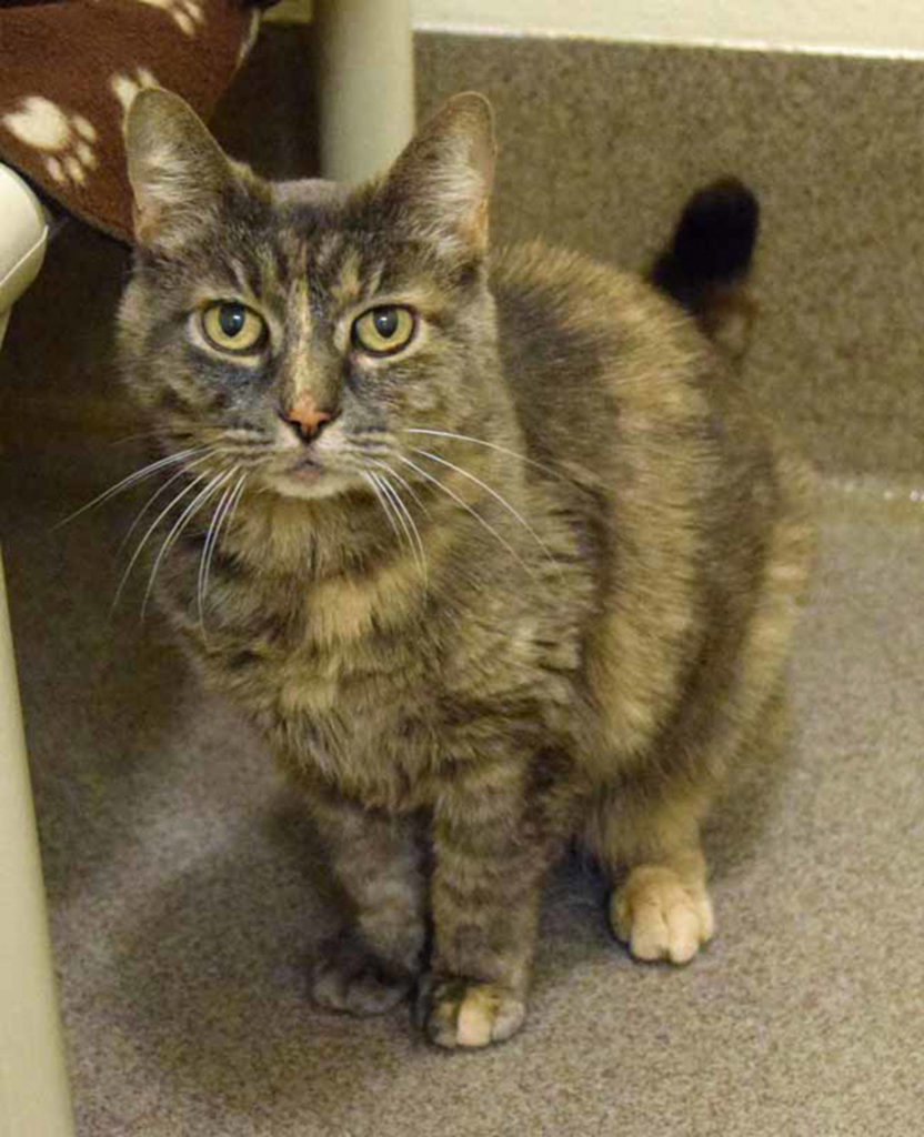 Essie and Spot were surrendered to the shelter due to their owner moving into assisted living. They are used to a quieter home and would prefer to stay together. They are both very sweet cats, but may be a bit timid at first until they get to know you. We recommend that these two go to a home without children under the age of 10, and preferably without dogs as well. (Arleigh Movitz/Everett Animal Shelter)
