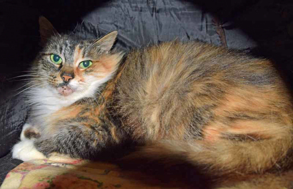 This beautiful girl Rapunzel is looking for a home. She is a laid back gal who enjoys interacting with staff and volunteers. Rapunzel tested positive for FIV which is a condition that can reduce her immunity to diseases. It is spread usually during cat fights. It’s not a disease that can be spread to other species and FIV cats often live long, happy lives. (Arleigh Movitz/Everett Animal Shelter)
