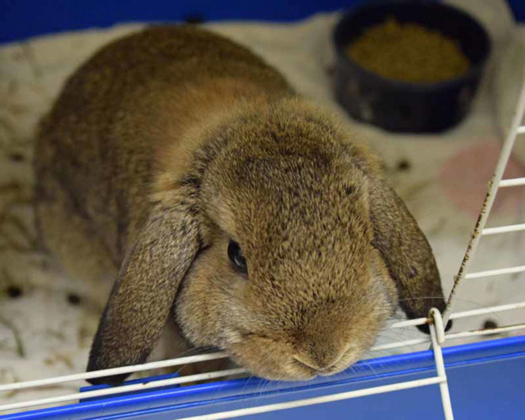 Thumper is a gorgeous 9 month old Holland Lop, that loves being held. He has lived with kids and cats before. All of our Rabbits come spayed/neutered and microchipped prior to adoption. (Arleigh Movitz/Everett Animal Shelter)
