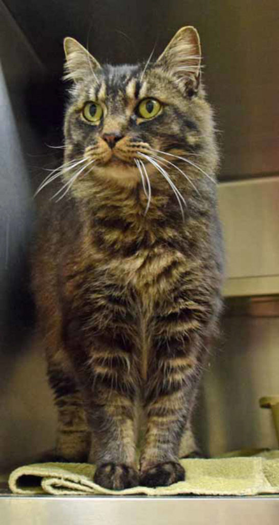 4 year old Wren loves to watch birds of the same name. Or any birds! But always from the safety of a window indoors. Wren is very friendly and would love some toys with feathers to chase around and a warm lap to cuddle in. (Arleigh Movitz/Everett Animal Shelter)
