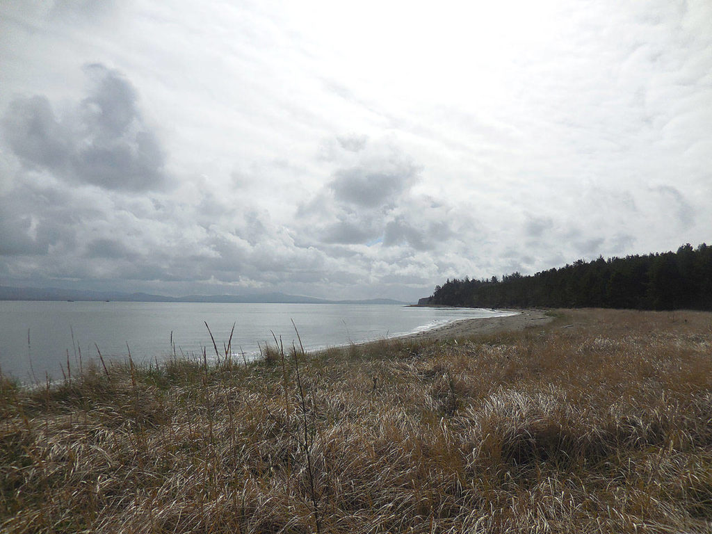 The Dune Forest Loop, a 3-mile roundtrip, is a nice way to see the coastal forest and tidal flats of Leadbetter Point State Park. (Washington Trails Association)
