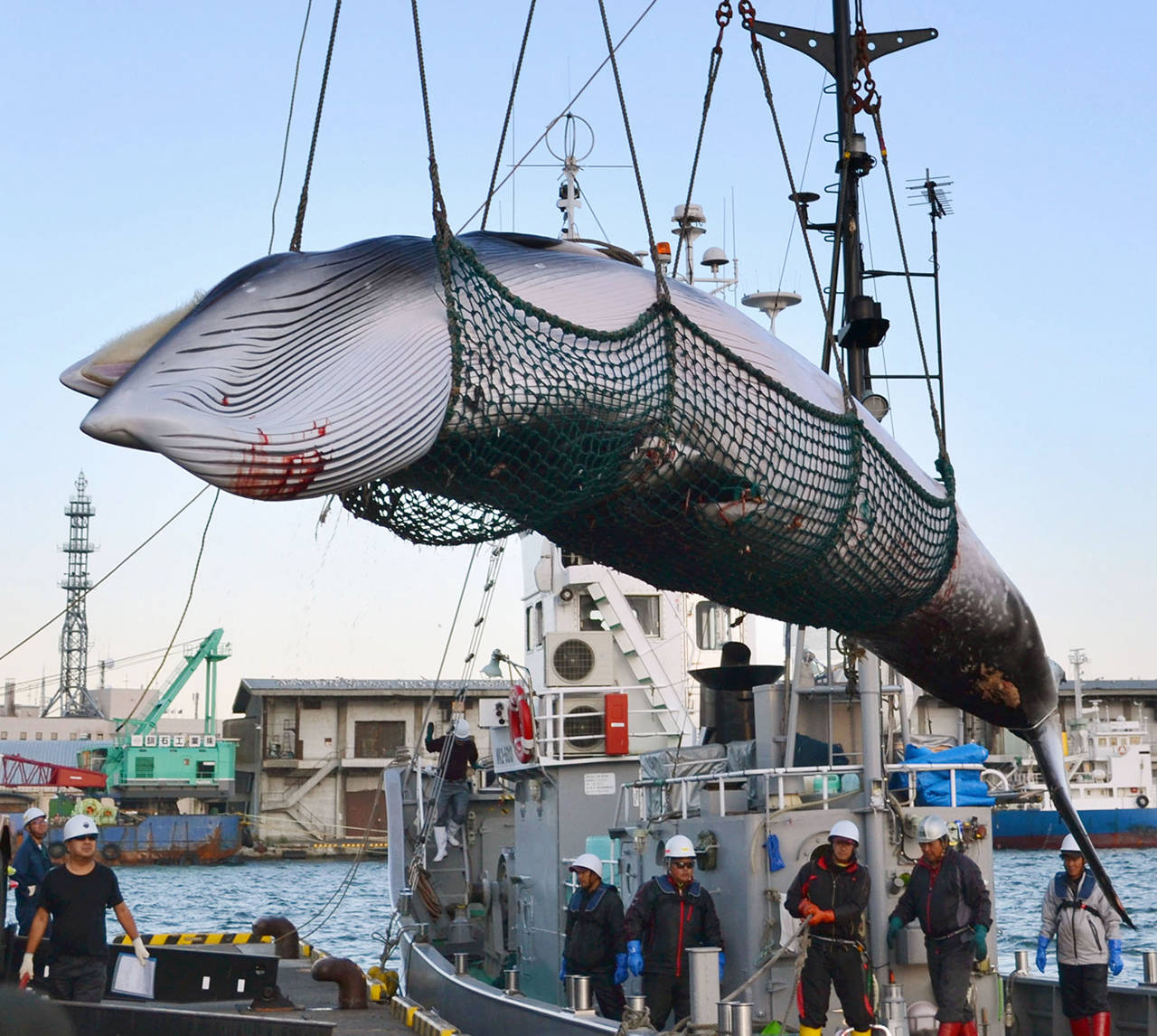 In this 2017 photo, a minke whale is unloaded at a port after a whaling for scientific purposes in Kushiro, in the northernmost main island of Hokkaido. (Kyodo News via AP, File)