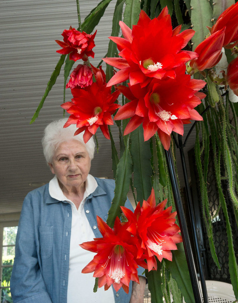 Ingeborg and Werner Opitz’ cactus has bloomed, the first time in 16 years, at their home on Tuesday, May 22, 2018 in Everett, Wa. The type of cactus is an orchid cactus. (Andy Bronson / The Herald)
