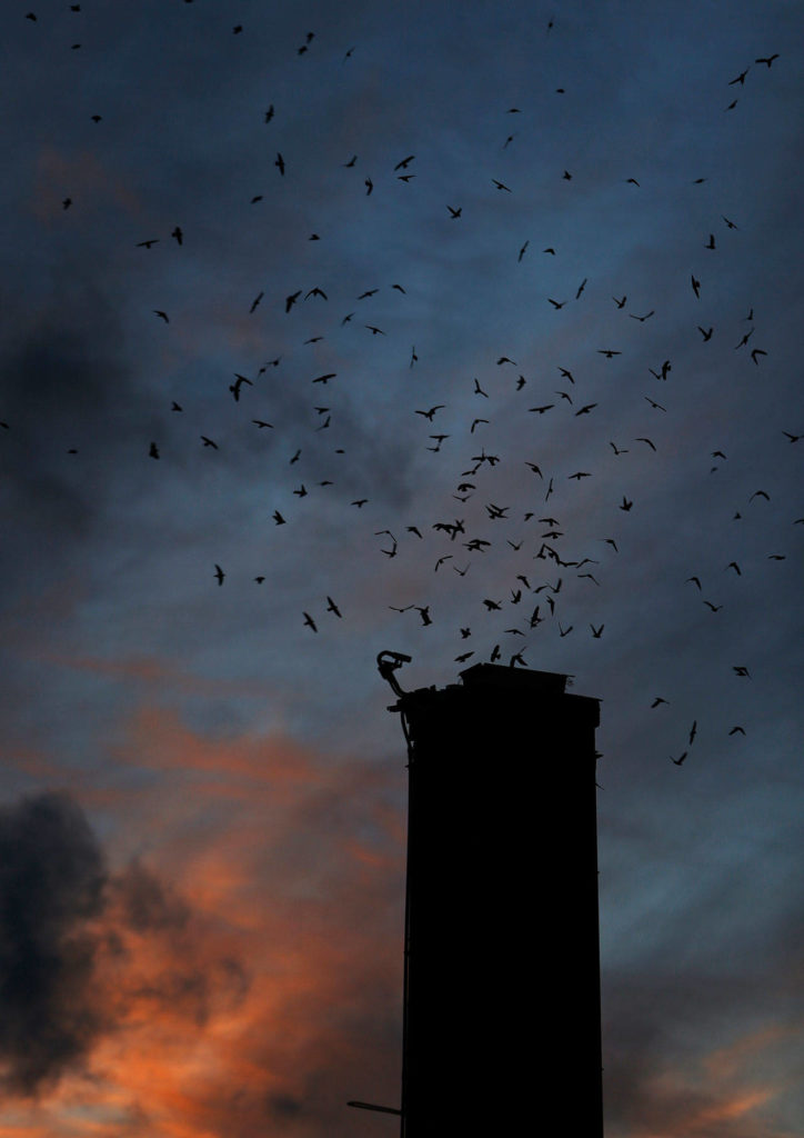 Vaux Swifts begin flying into the wagner Performing Art Center’s chimney during Swift Night Out on Sept. 8, 2018 in Monroe, Wa. Olivia Vanni / The Herald)
