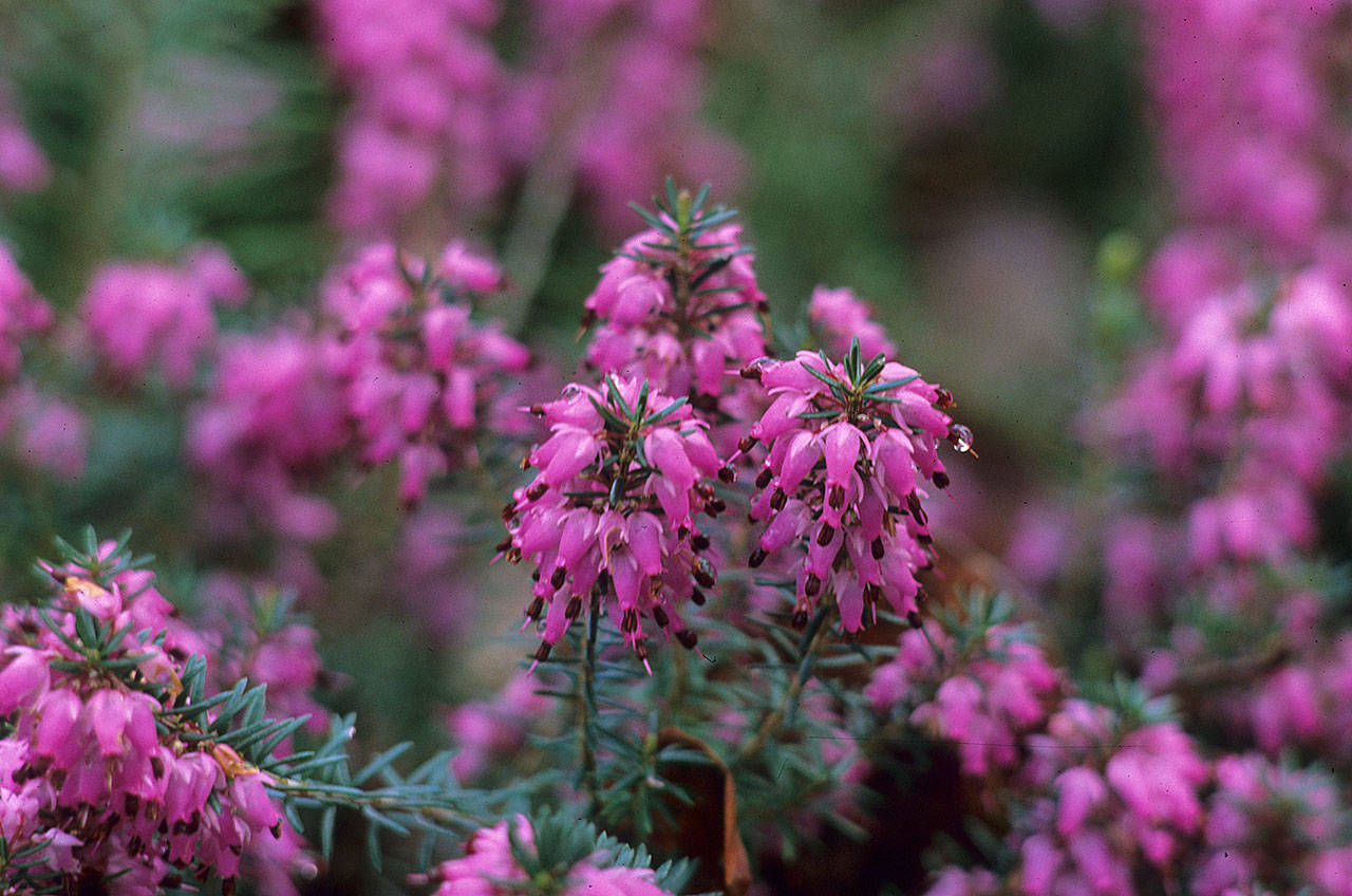 Erica carnea “Rubinteppich” covers itself with hundreds of small urn-shaped, purple-red flowers in winter. (Richie Steffen)