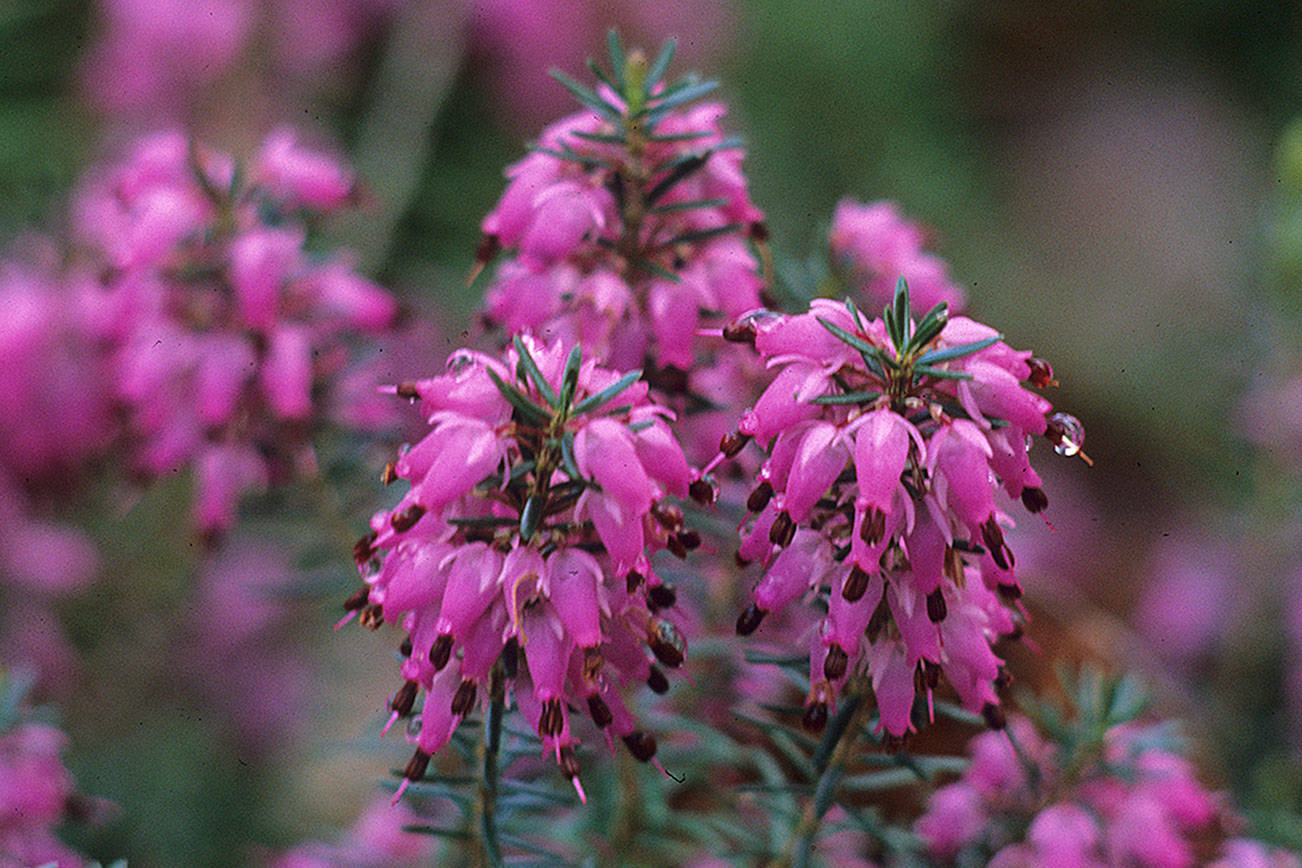 Great Plant Pick: Erica carnea ‘Rubinteppich,’ winter heath