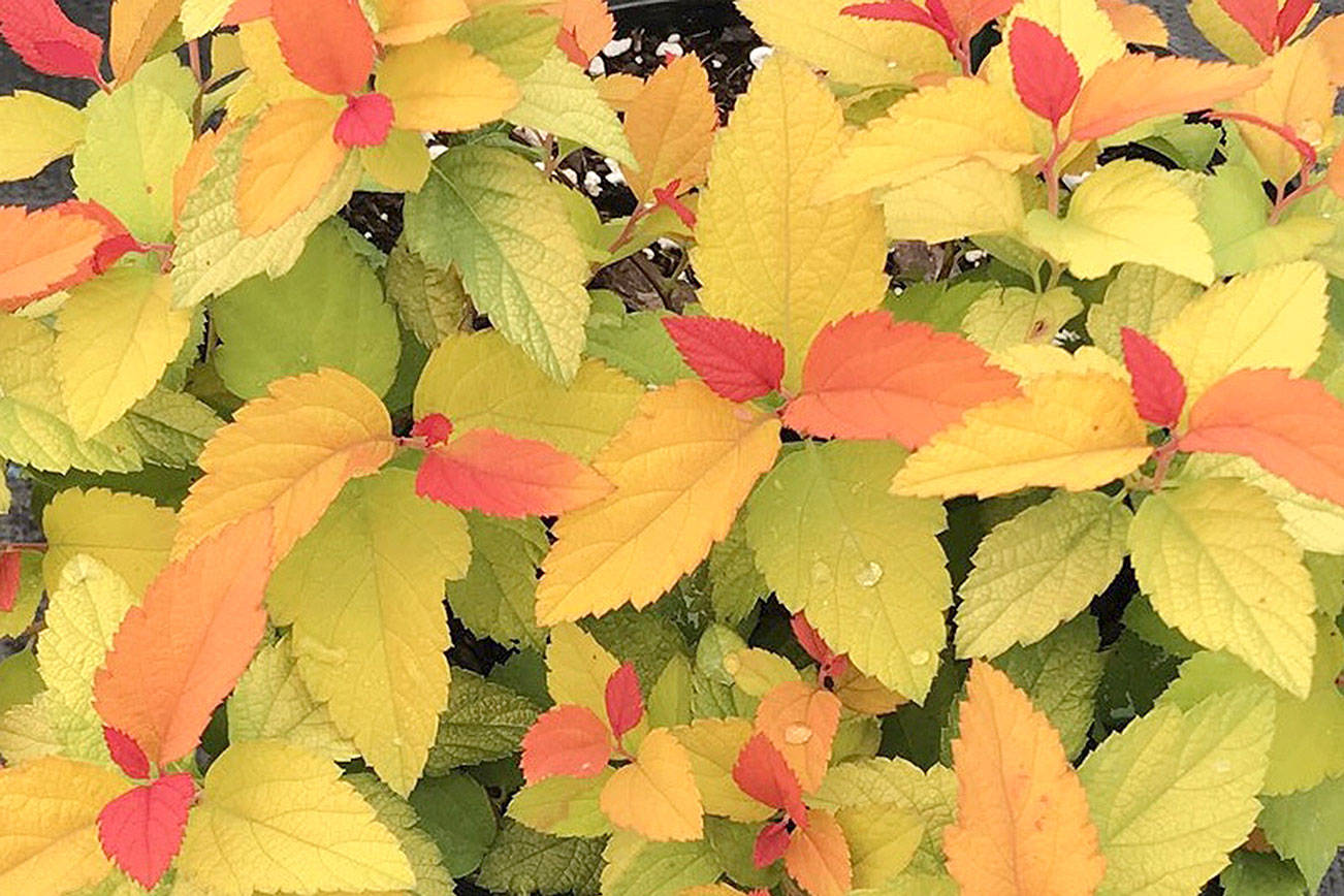 Double play ‘Candy Corn’ spirea will take your breath away