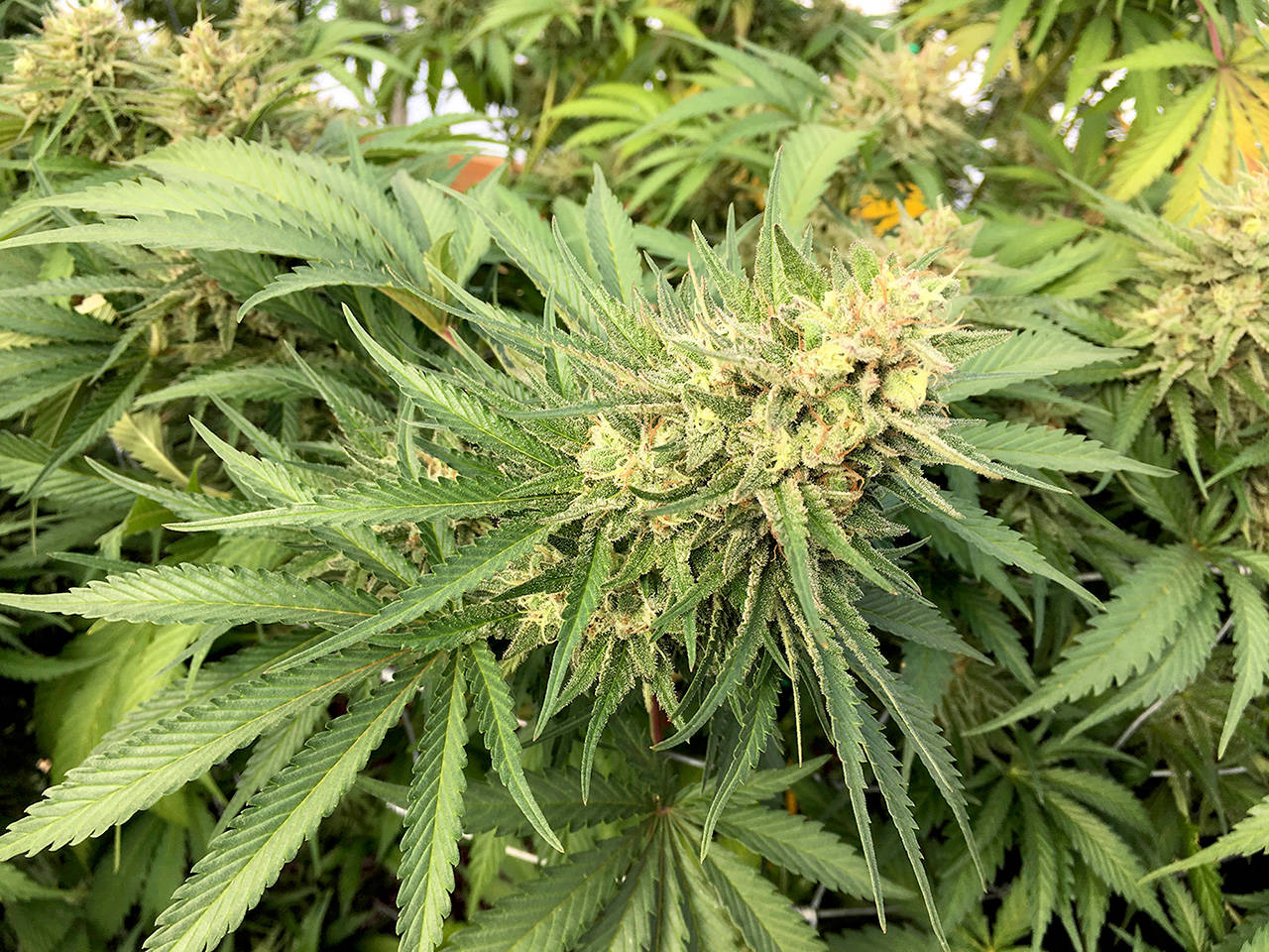 A marijuana bud before harvesting Sept. 30, 2016, at a rural area near Corvallis, Ore. Supply exceeds demand in Oregon, prompting some in the industry to request a legislative change that would allow cannabis to be exported to other states. (AP Photo/Andrew Selsky, File)