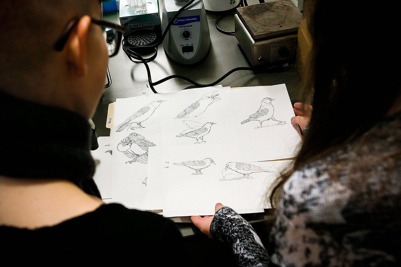 Bonnie Johnson (right) shows fellow biology student Maddy Fisher her illustrations that depict various crow behaviors during class at University of Washington Bothell in 2016. Johnson and Fisher, along with other students in professor Doug Wacker’s classes, have used the nearby crow roost as a chance to practice complex field research techniques. (Herald file)