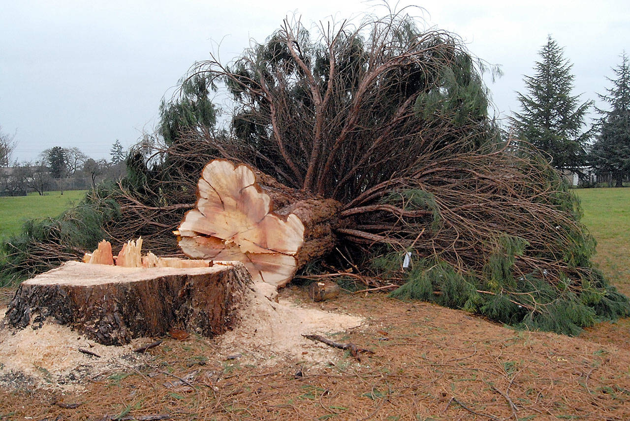 A controversial sequoia tree in Port Angeles’ Lions Park lies on the ground after it was felled on Thursday morning. (Keith Thorpe / Peninsula Daily News)