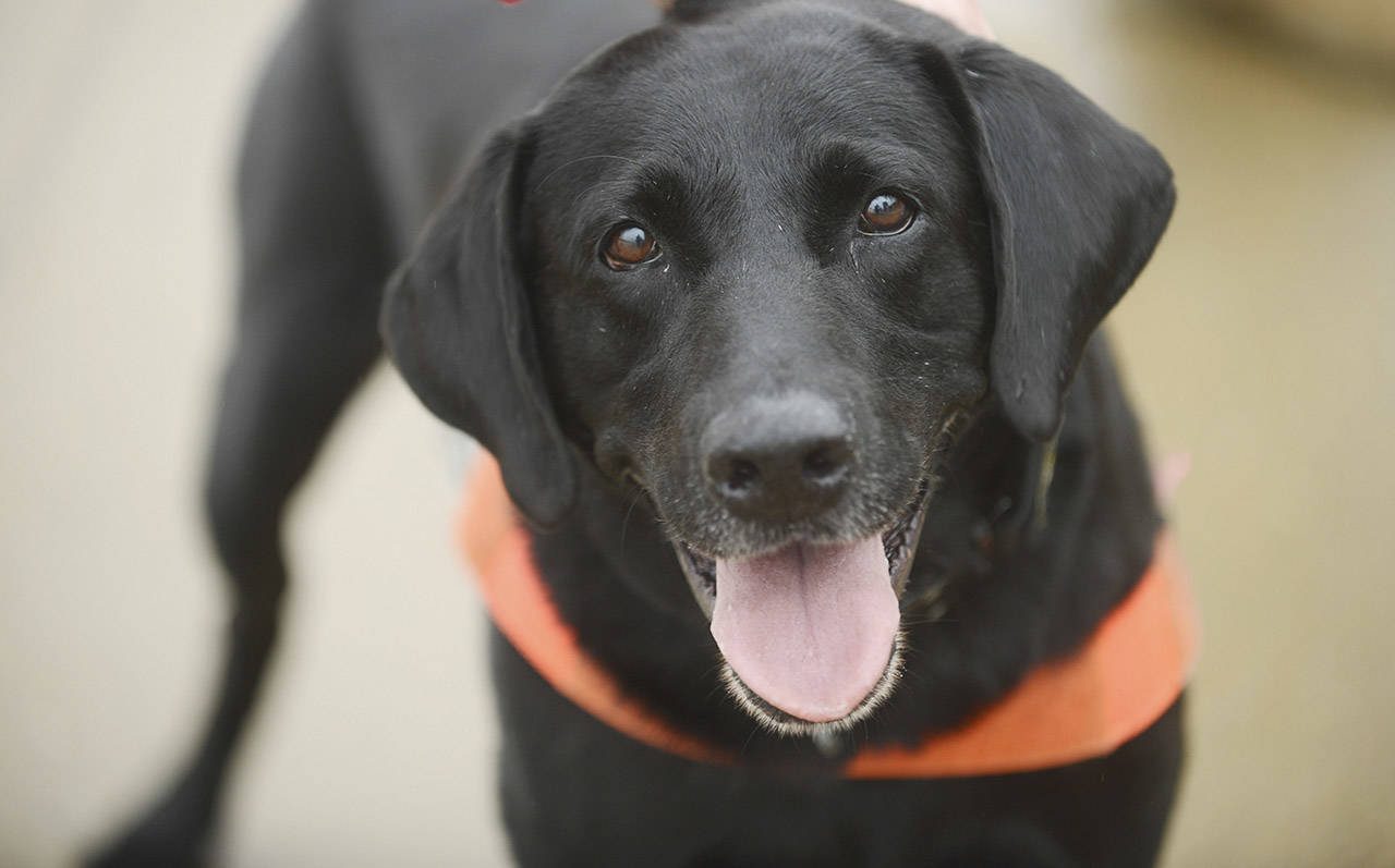 TSA explosives-detection dog Howard, seen at Reagan National Airport in 2018, has the floppy ears that the agency says it is increasingly seeking out. (Astrid Riecken/The Washington Post)