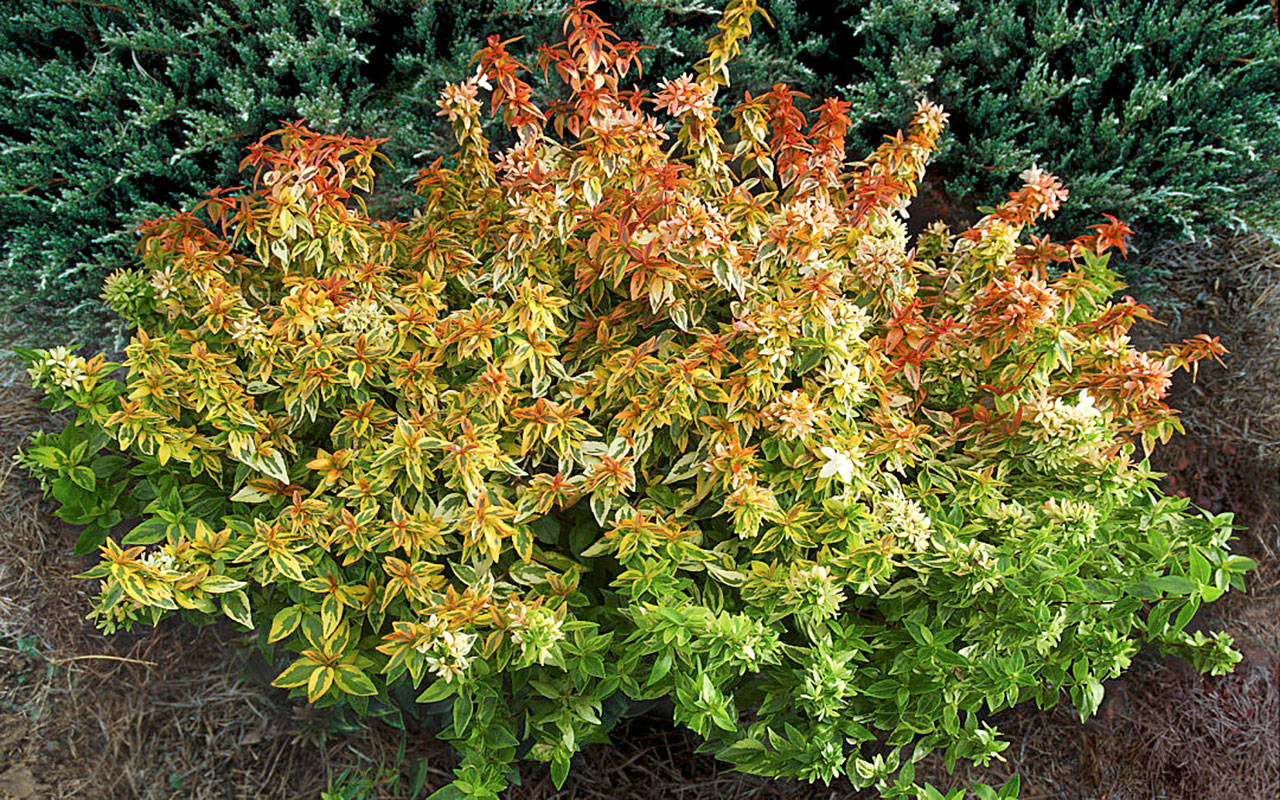 This gold-variegated abelia is transformed by a kaleidoscope of colors over the course of the year. (Plant Haven)